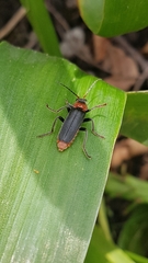 Cantharis fusca