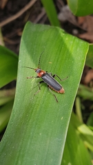 Cantharis fusca