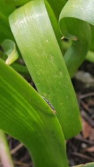 Cantharis fusca
