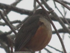Turdus rufiventris