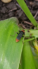 Cantharis fusca