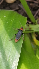 Cantharis fusca