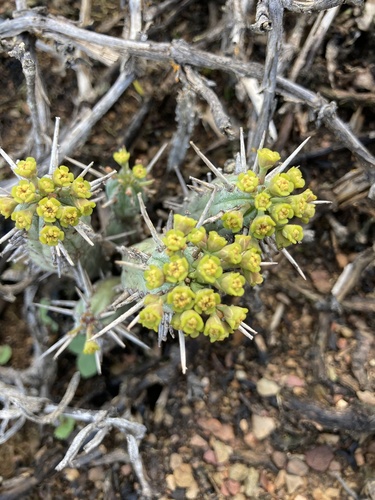 Robertson Barrelwort (Euphorbia nesemannii)