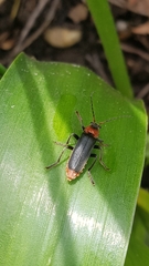 Cantharis fusca