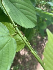 Ectatomma tuberculatum