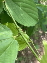 Ectatomma tuberculatum