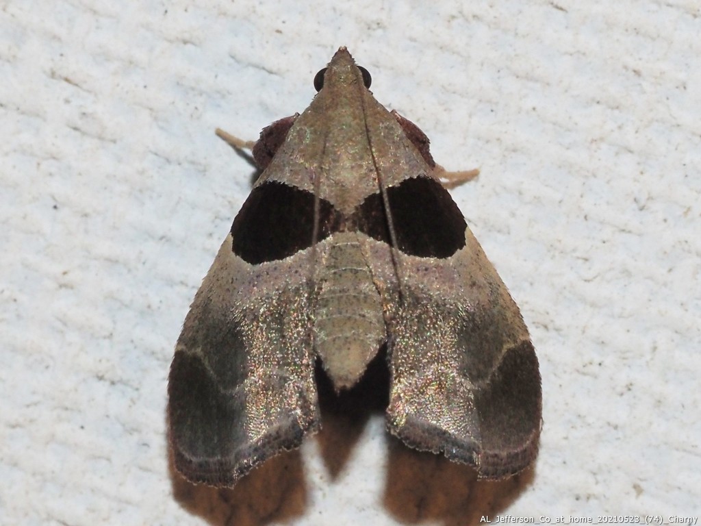 Dimorphic Tosale Moth