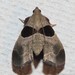 Dimorphic Tosale Moth - Photo (c) Vitaly Charny, some rights reserved (CC BY-NC), uploaded by Vitaly Charny
