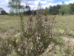 Ericeae
