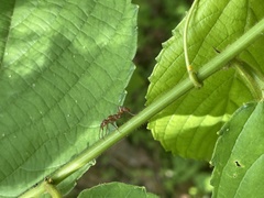 Ectatomma tuberculatum