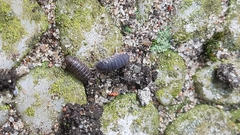 Porcellio scaber