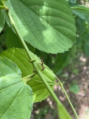 Ectatomma tuberculatum