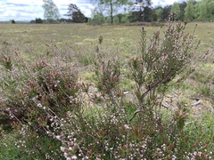Ericeae