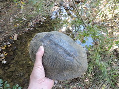 Trachemys scripta elegans