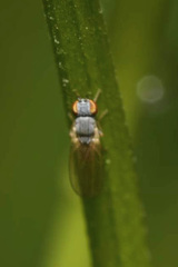 Chamaemyia polystigma