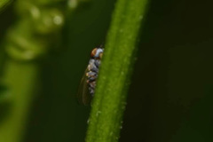 Chamaemyia polystigma