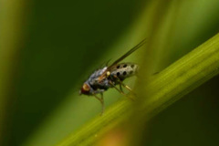 Chamaemyia polystigma