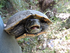 Trachemys scripta elegans