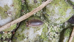 Porcellio scaber