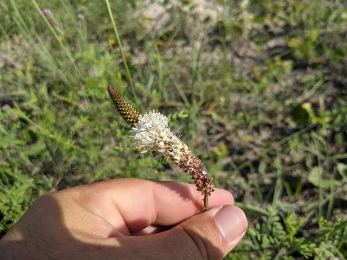 Dalea phleoides var. phleoides