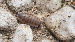 Porcellio scaber