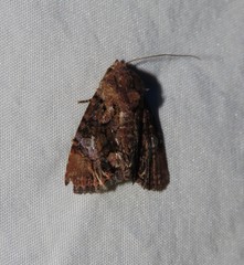 Ecpatia longinquua