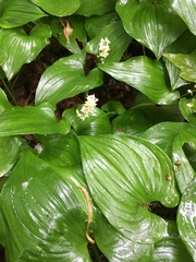 Maianthemum dilatatum