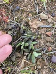 Crassula atropurpurea