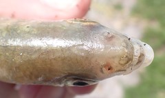 Eucinostomus argenteus