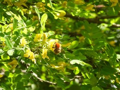 Bombus pascuorum