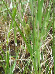 Carex kelloggii