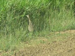 Rhynchotus rufescens