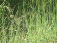 Rhynchotus rufescens