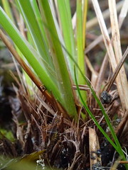 Carex kelloggii