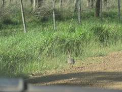 Rhynchotus rufescens