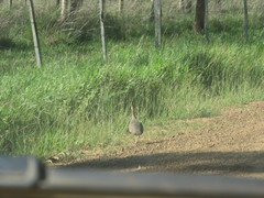 Rhynchotus rufescens