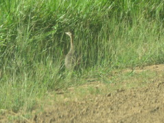 Rhynchotus rufescens