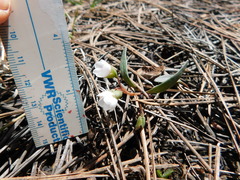Claytonia rosea