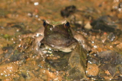 Phrynobatrachus plicatus