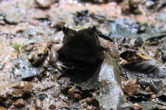 Phrynobatrachus plicatus