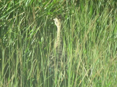 Rhynchotus rufescens