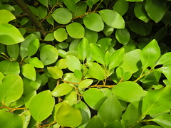 Griselinia littoralis