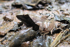 Phrynobatrachus plicatus