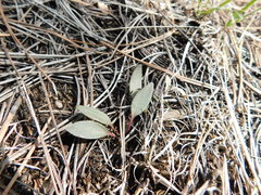 Claytonia rosea