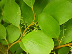 Griselinia littoralis