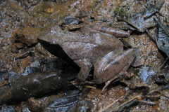 Phrynobatrachus plicatus