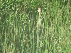 Rhynchotus rufescens