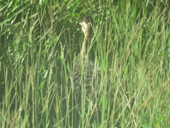 Rhynchotus rufescens