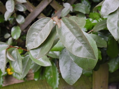 Elaeagnus × ebbingei