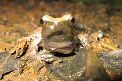 Phrynobatrachus plicatus